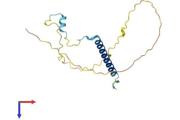 TCEAL1 Protein (AA 1-165) (His tag)