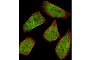 Fluorescent image of  cells stained with COL4A1 Antibody (N-term) A. (COL4A1 antibody  (N-Term))