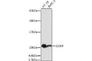 Western blot analysis of extracts of various cell lines, using S100P antibody (ABIN7270133) at 1:1000 dilution. (S100P antibody  (AA 1-95))