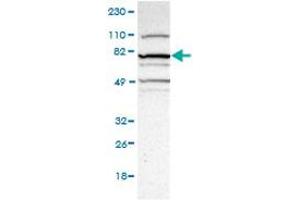 Western Blot (Cell lysate) analysis of RT-4 cell lysate. (MAMLD1 antibody)