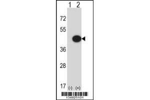 Western blot analysis of Mapk13 using rabbit polyclonal Mouse Mapk13 Antibody using 293 cell lysates (2 ug/lane) either nontransfected (Lane 1) or transiently transfected (Lane 2) with the Mapk13 gene. (MAPK13 antibody  (C-Term))