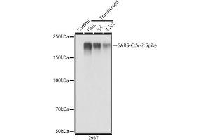 Western blot analysis of extracts of 293T cells, using SARS-CoV-2 Spike antibody (ABIN7266506) at 1:1000 dilution. (Coronavirus Spike Glycoprotein antibody)