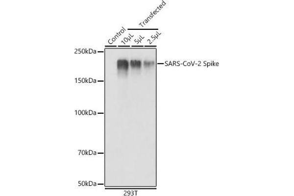 Coronavirus Spike Glycoprotein anticorps