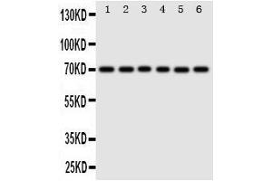 Western Blotting (WB) image for anti-Splicing Factor 1 (SF1) (AA 11-30), (N-Term) antibody (ABIN3044091)