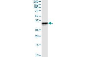 Immunoprecipitation of MEOX2 transfected lysate using anti-MEOX2 MaxPab rabbit polyclonal antibody and Protein A Magnetic Bead , and immunoblotted with MEOX2 MaxPab rabbit polyclonal antibody (D01) . (MEOX2 antibody  (AA 1-303))