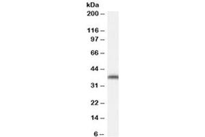 Western blot testing of NIH3T3 cell lysate with ARA9 antibody at 0. (AIP antibody)