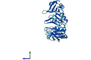 AlphaFold protein structure predicition of Human Recombinant PABPC5 Protein, UniprotID Q96DU9 (PABPC5 Protein (AA 1-382) (His tag))