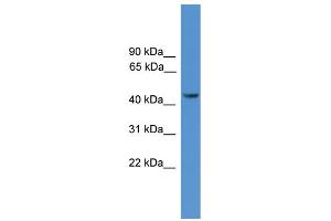 WB Suggested Anti-SYT12 Antibody Titration: 1. (SYT12 antibody  (N-Term))