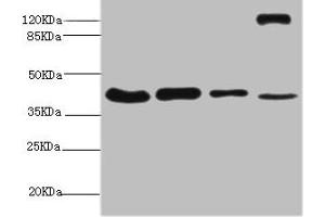 Western blot All lanes: NSFL1C antibody at 6. (NSFL1C antibody  (AA 1-185))