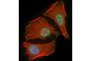 Immunofluorescent analysis of 4 % paraforldehyde-fixed, 0. (SMAD1 antibody  (AA 20-330))