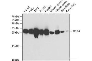 Western blot analysis of extracts of various cell lines using RPL14 Polyclonal Antibody at dilution of 1:1000. (RPL14 antibody)