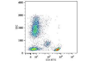 Surface staining of human peripheral blood cells with anti-human CD4 (MEM-241) FITC. (CD4 antibody  (N-Term))