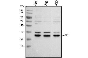 Western blot analysis of ATF1 using anti-ATF1 antibody (ABIN3043723).