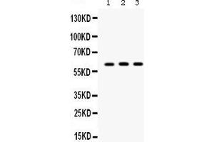 Western blot analysis of Staufen expression in PANC whole cell lysates (lane 1), A549 whole cell lysates (lane 2) and 293T whole cell lysates (lane 3).