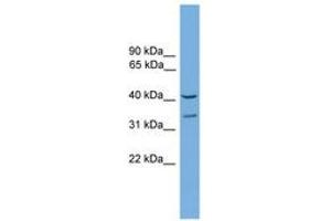 Image no. 1 for anti-Forkhead Box S1 (FOXS1) (AA 251-300) antibody (ABIN6744562) (FOXS1 antibody  (AA 251-300))