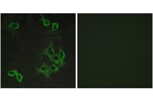Immunofluorescence (IF) image for anti-Chemokine (C-C Motif) Receptor-Like 1 (CCRL1) (AA 5-54) antibody (ABIN2890756) (CCRL1 antibody  (AA 5-54))
