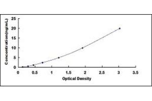 SLC1A5 ELISA Kit