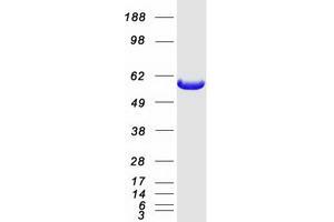 Validation with Western Blot (IFIT3 Protein (Transcript Variant 1) (Myc-DYKDDDDK Tag))