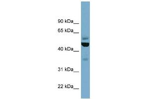 WB Suggested Anti-TUBE1 Antibody Titration: 0. (TUBE1 antibody  (Middle Region))