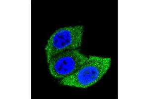 Confocal immunofluorescent analysis of HSA Antibody (ABIN659080 and ABIN2838072) with Hela cell followed by Alexa Fluor® 488-conjugated goat anti-mouse lgG (green). (HSP70 1A antibody  (AA 574-600))