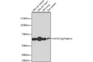 Western blot analysis of extracts of various cell lines, using NOX2/gp91phox antibody (ABIN7266629) at 1:1000 dilution. (CYBB antibody)