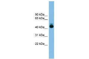 WB Suggested Anti-GPR87 Antibody Titration: 0. (GPR87 antibody  (Middle Region))