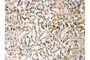IHC-P testing of TIMP4 antibody and rat kidney tissue (TIMP4 antibody  (AA 208-224))