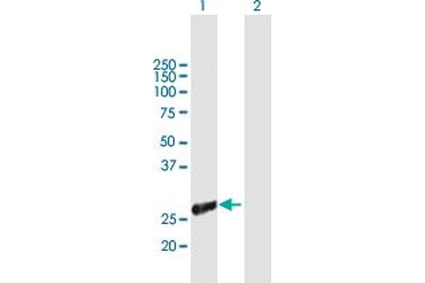 TIAL1 antibody  (AA 1-252)