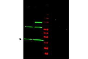 Western blot using  Affinity Purified anti-MAD2L1 antibody shows detection of a predominant band at ~24 kDa corresponding to MAD2L1 (arrowhead) present in Jurkat (lane 1) and HeLa (lane 2) whole cell lysates using the 800 nm channel (green). (MAD2L1 antibody)