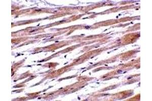 Immunohistochemistry (IHC) image for anti-Uracil-DNA Glycosylase (UNG) (C-Term) antibody (ABIN1030793) (UNG antibody  (C-Term))