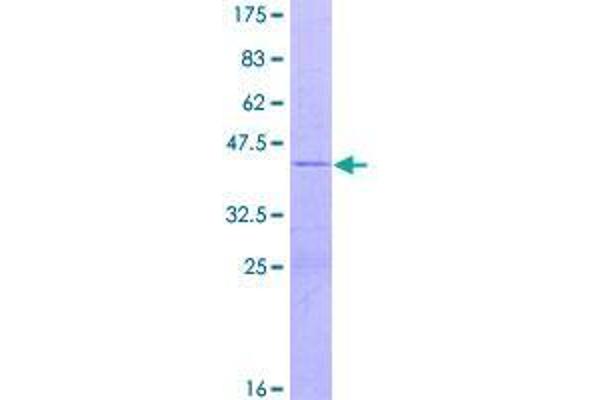 FBXW9 Protein (AA 1-135) (GST tag)