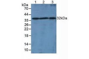 Western blot analysis of (1) Mouse Liver Tissue, (2) Mouse Spleen Tissue and (3) Mouse Thymus Tissue.