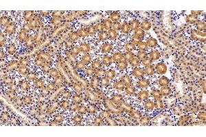 Immunohistochemistry (IHC) image for anti-Heme Oxygenase (Decycling) 1 (HMOX1) (AA 99-237) antibody (ABIN7432121)