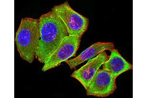 Immunofluorescence (IF) image for anti-Protein Kinase, AMP-Activated, beta 2 Non-Catalytic Subunit (PRKAB2) (AA 1-120) antibody (ABIN5611226)