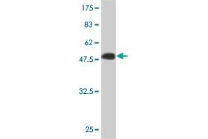 Western Blot detection against Immunogen (49. (IGSF6 antibody  (AA 29-241))