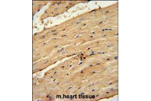 TIMP4 Antibody immunohistochemistry analysis in formalin fixed and paraffin embedded mouse heart tissue followed by peroxidase conjugation of the secondary antibody and DAB staining. (TIMP4 antibody  (AA 48-74))