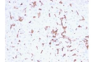 Formalin-fixed, paraffin-embedded human Spleen stained with AIF1 / Iba1 Mouse Monoclonal Antibody (AIF1/2493). (Iba1 antibody  (AA 1-146))