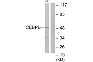 Western Blotting (WB) image for anti-CCAAT/enhancer Binding Protein (C/EBP), beta (CEBPB) (C-Term) antibody (ABIN1849207) (CEBPB antibody  (C-Term))