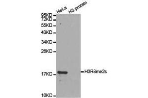 Western blot analysis of extracts of HeLa cell line and H3 protein expressed in E. (Histone 3 antibody  (H3R8me2s))