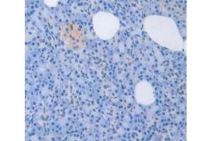 Figure. (LEFTY1 antibody  (AA 167-332))