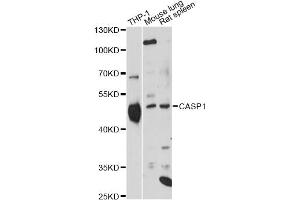 Western blot analysis of extracts of various cell lines, using CASP1 Antibody (ABIN5970354) at 1/1000 dilution. (Caspase 1 antibody)