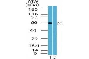 Image no. 1 for anti-Nuclear Factor-kB p65 (NFkBP65) (AA 2-17) antibody (ABIN207694) (NF-kB p65 antibody  (AA 2-17))