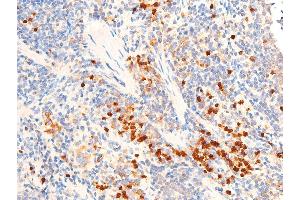ABIN6267067 at 1/100 staining mouse spleen tissue sections by IHC-P. (TGFB1 antibody  (C-Term))