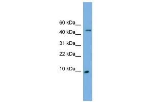 ENSA antibody used at 1 ug/ml to detect target protein.