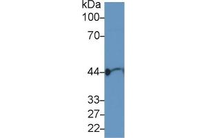 Western Blotting (WB) image for anti-Actin, gamma 1 (ACTG1) (AA 1-375) antibody (ABIN7437917)