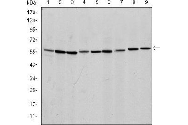 AIF antibody