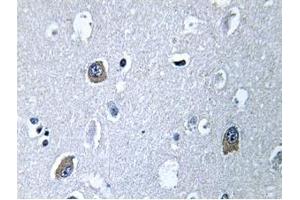 Image no. 1 for anti-Guanine Nucleotide Binding Protein, alpha Stimulating, Olfactory Type (GNAL) antibody (ABIN317912) (GNAL antibody)