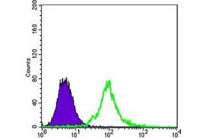 Flow cytometric analysis of 3T3/L1 cells using KLHL13 mouse mAb (green) and negative control (purple). (KLHL13 antibody)