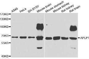 Western blot analysis of extracts of various cell lines, using APLP1 antibody (ABIN5975741) at 1/1000 dilution. (APLP1 antibody)