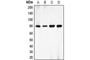Western blot analysis of Ezrin expression in HEK293T (A), HepG2 (B), mouse liver (C), rat liver (D) whole cell lysates. (Ezrin antibody  (Center))